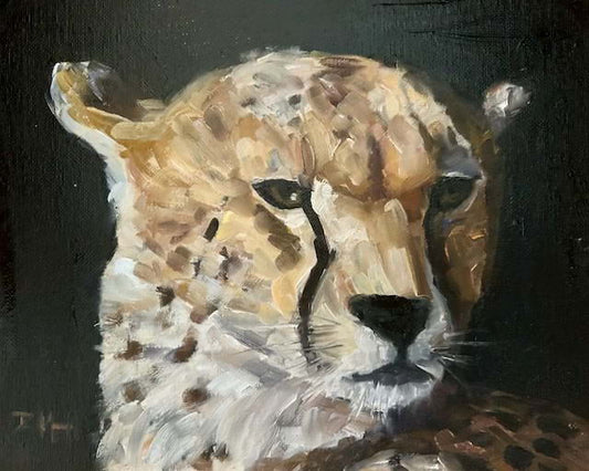 Cheetah