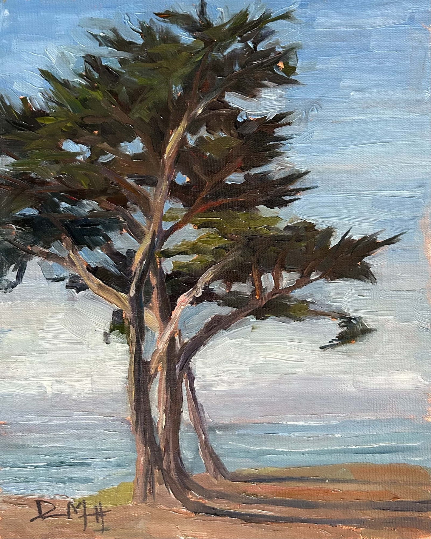 Monterey Cypress 8" x 10"