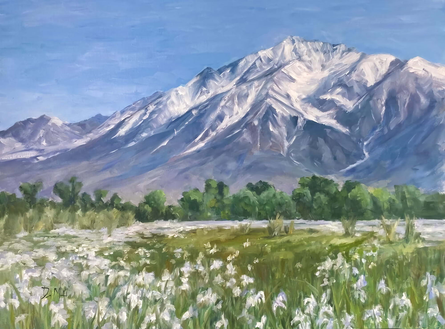 Sierra mountain covered in snow, with field of wild irises in foreground. 