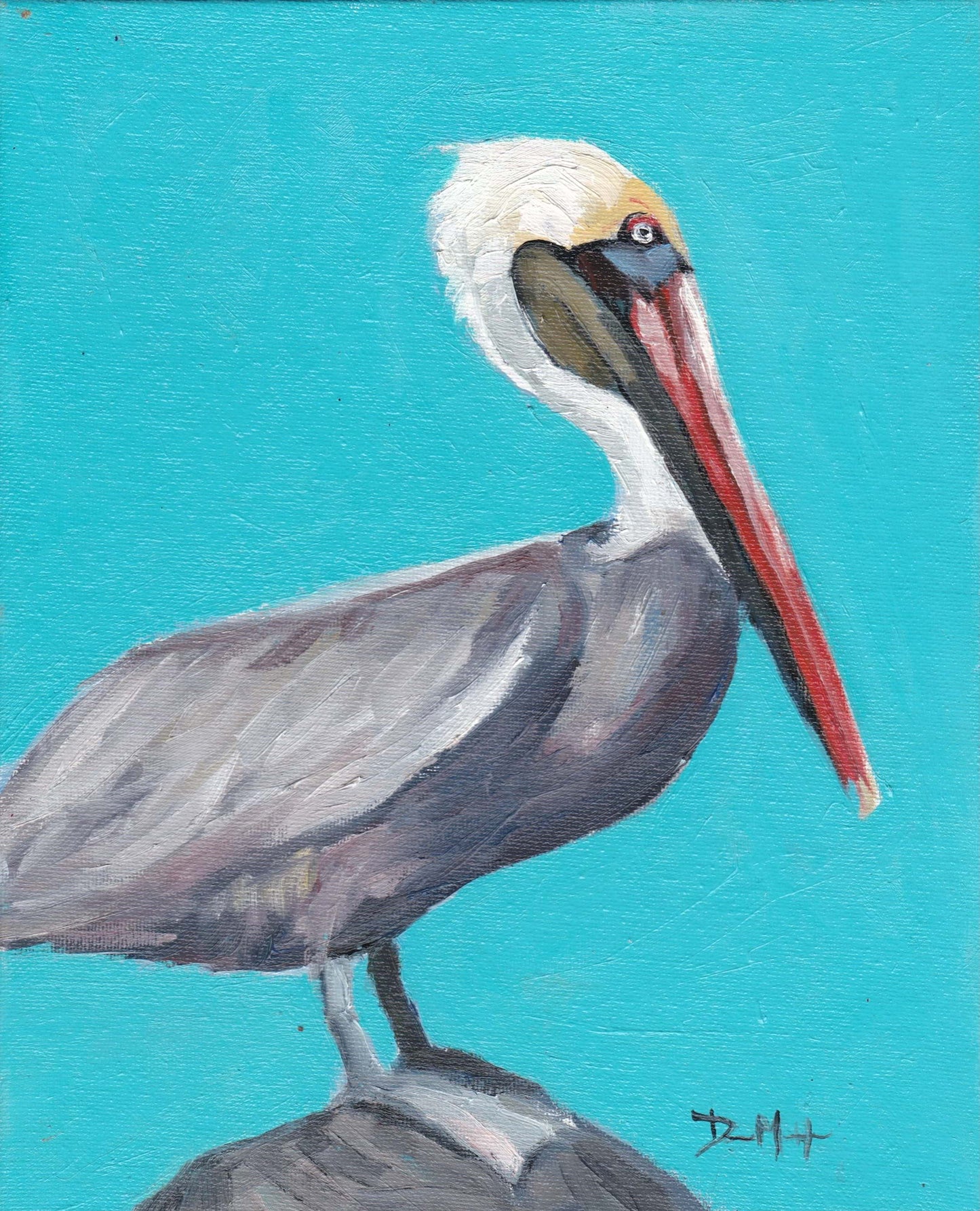 Pelican